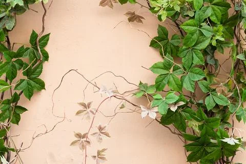 Spring garden pattern yard curly plants green leaves beige wall background Foto stock