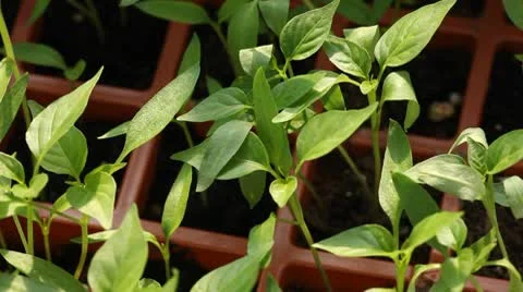 Spring Garden - Pepper Seedlings Stock Footage 10587844