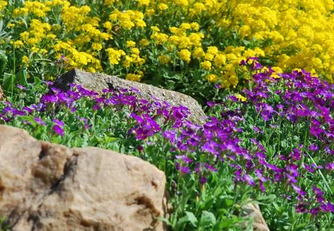 Spring garden Fotos Stock