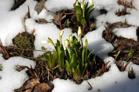 Spring in garden Stock Photos