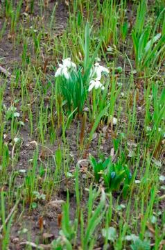 Spring in garden Stock Photos