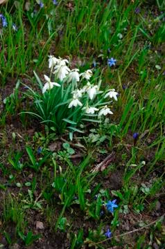 Spring in garden Stock-Fotos