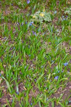 Spring in garden Stock Photos