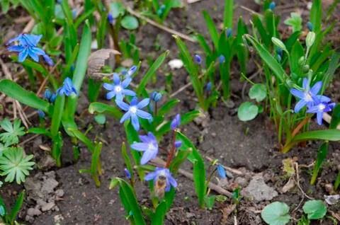 Spring in garden Stock Photos