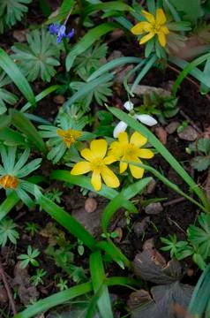 Spring in garden Stock Photos