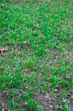 Spring in garden Stock Photos