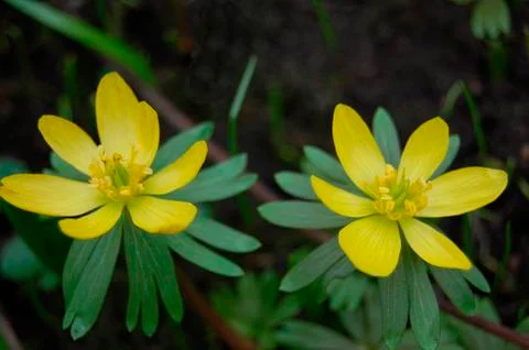 Spring in garden Stock Photos