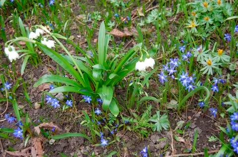 Spring in garden Stock Photos
