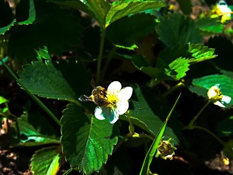 Spring in garden Stock Photos