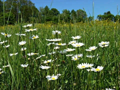 Spring in garden Stock Photos