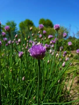 Spring in garden Stock Photos