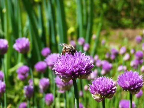 Spring in garden Stock Photos