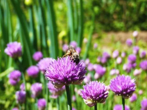 Spring in garden Stock Photos