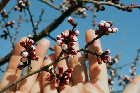 Spring garden Stock Photos