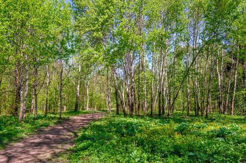 Spring garden Stock Photos