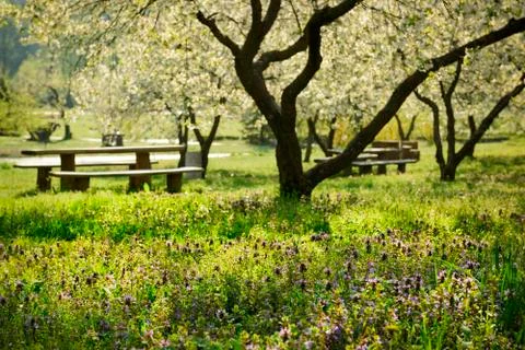 Spring garden 스톡 사진