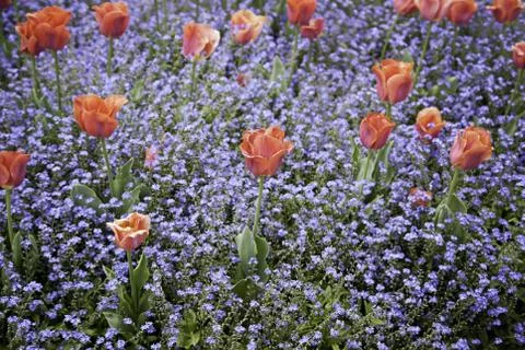 Spring Garden Stock Photos