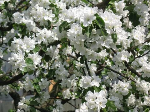 Spring garden Stock Photos