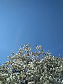 Spring in Garden Stock Photos