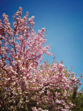 Spring in the Garden Stock Photos