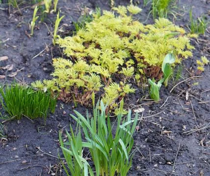 Spring in the garden Foto stock