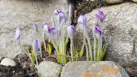 Spring in the Garden 库存照片