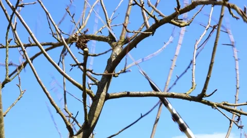 Spring garden pruning – hand saw cutting thicker branches from fruit tree 스톡 동영상 331287149