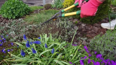 Spring garden pruning with heavy-duty shears and blooming lavender and muscari Stock Footage 333583313