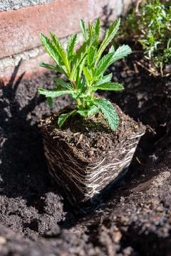 Spring garden reconstruction works in progress, new green plants ready for .. Stock Photos
