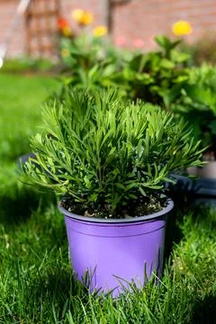 Spring garden reconstruction works in progress, new green plants ready for .. Stock Photos