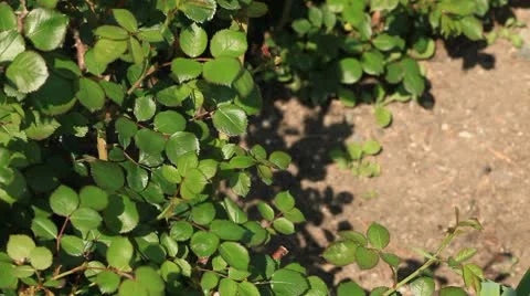 Spring Garden - Rose foliage Stock Footage 10591414