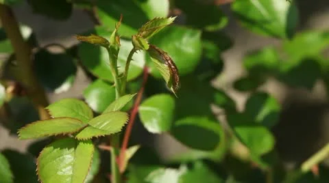 Spring Garden - Rose foliage Stock Footage 10591456