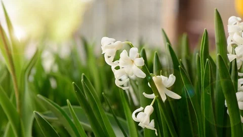 Spring garden sunset Stock Footage 113681871