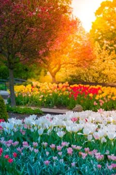Spring Garden at Sunset Stock Photos