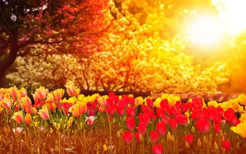 Spring Garden at Sunset Stock Photos