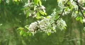 Spring garden. Tree at the lake. Blossoms on tree. HD Footage