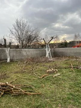 Spring Garden Tree Pruning with Ladder and Cut Branches Stock Photos
