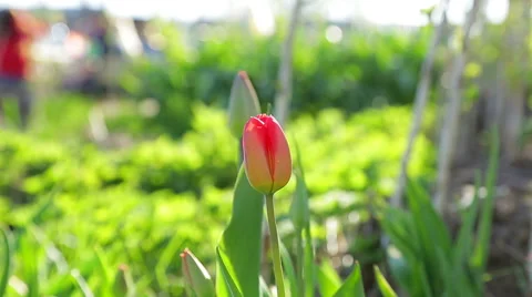 Spring garden with tulips Stock Footage 50113396