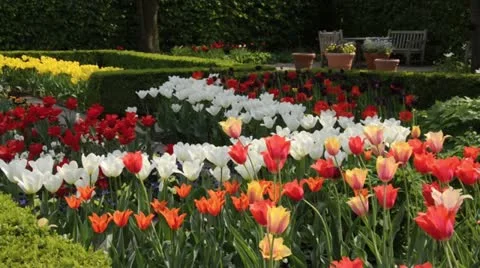 Spring garden with tulips (Tulipa) Stock Footage 18078326