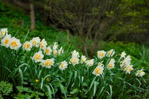 Spring garden with unusual daffodils in the meadow in front of the camera Stock Photos
