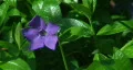 Spring garden. Violet spring blossoms (Vinca minor). HD Footage