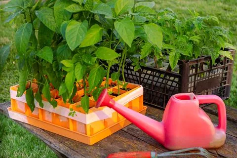 Spring garden work, boxes of tomato and pepper seedlings on a wooden table Stock Photos