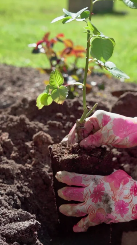 Spring garden work. Close-up, gardener puts rose seedlings in a hole in a bed. Stock Footage 315275690