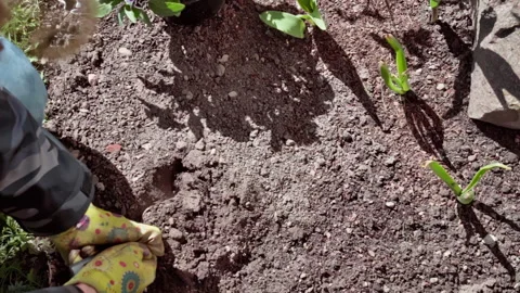 Spring garden work. Making a hole in the bed to plant flowers. Top down view. Stock Footage 311667177