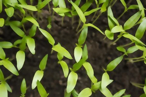 Spring garden work, planting. Stock Photos