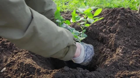 Spring garden work. Planting roses in the bed. Stock Footage 296798534