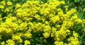Spring garden. Yellow spring flowers. HD Footage