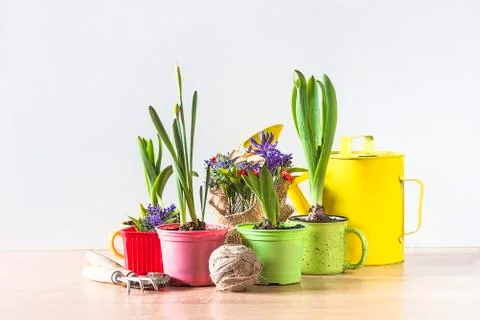 Spring gardening composition. Various spring flowers in pots and gardening to Stock Photos