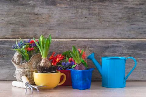 Spring gardening composition. Various spring flowers in pots, hyacinths growt Stock Photos