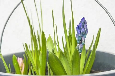 Spring gardening concept: Budsof bluebells with green leaves in a big pot Stock Photos